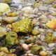 stones from the riverbed clintasha